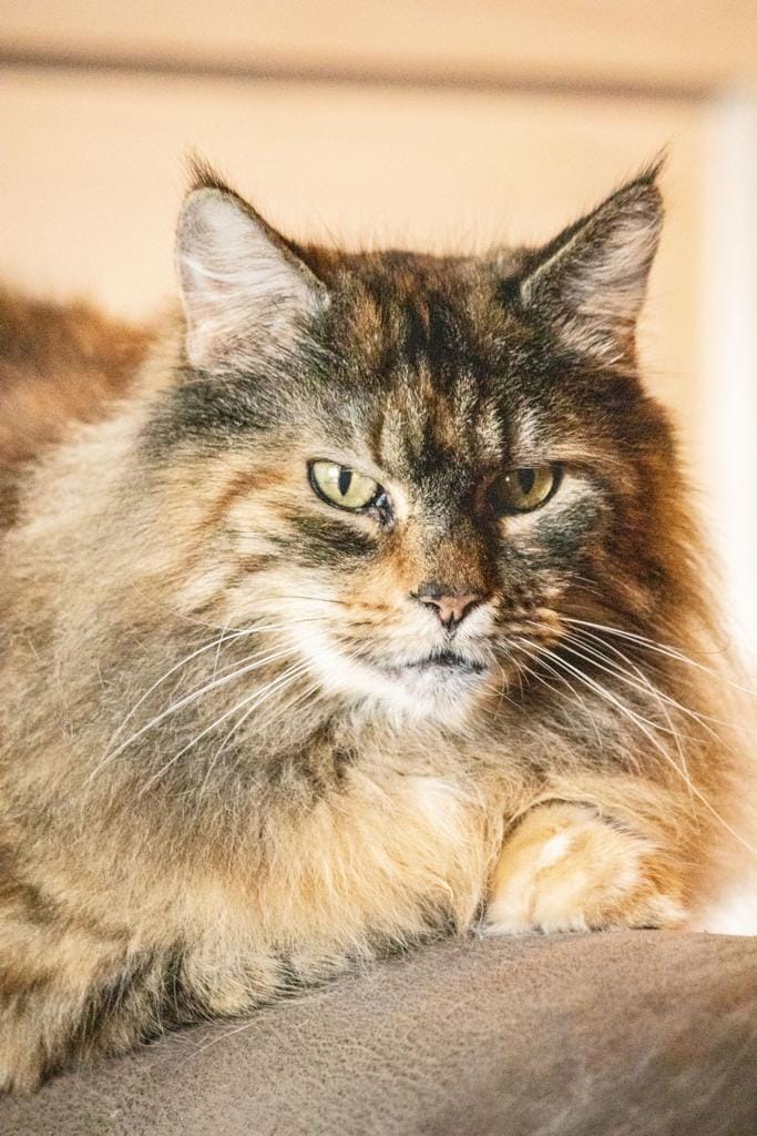 Katze Nausicaä auf Ally’s kleiner Farm