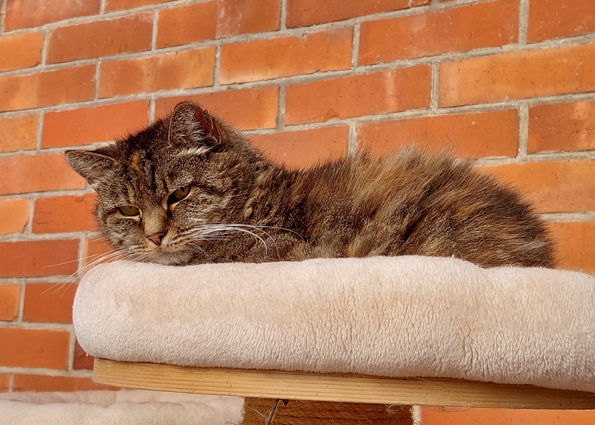 Katze Minnie auf Ally’s kleiner Farm