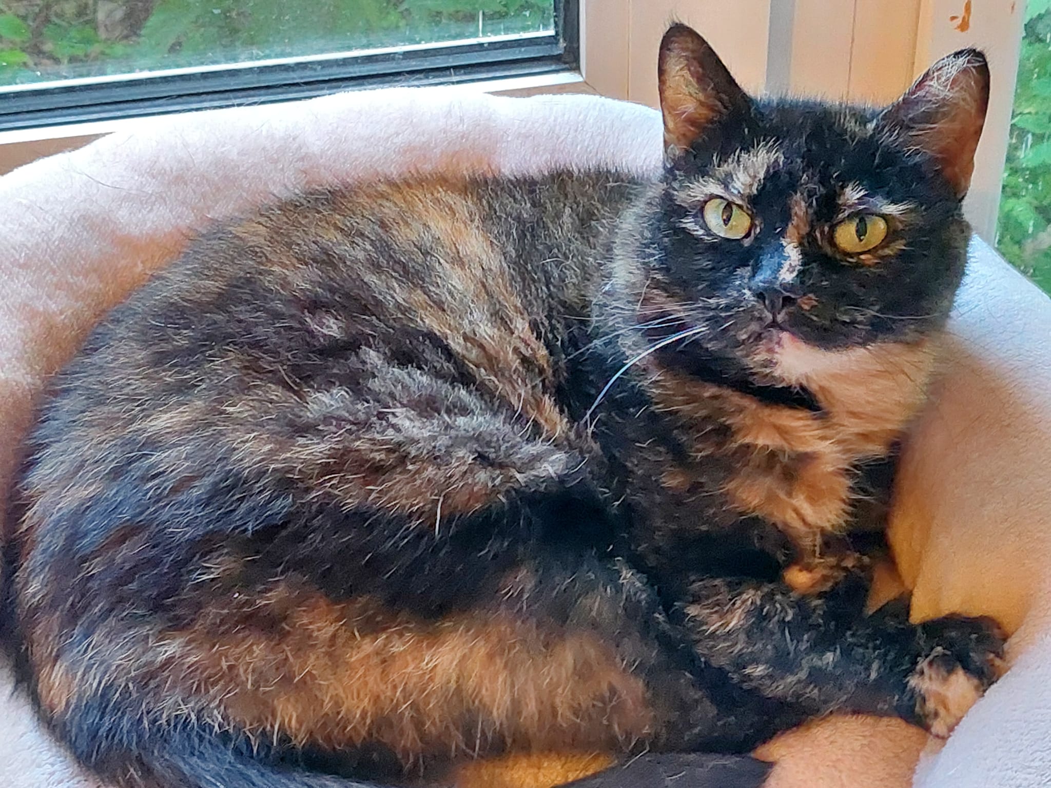 Katze Miezemieze auf Ally’s kleiner Farm