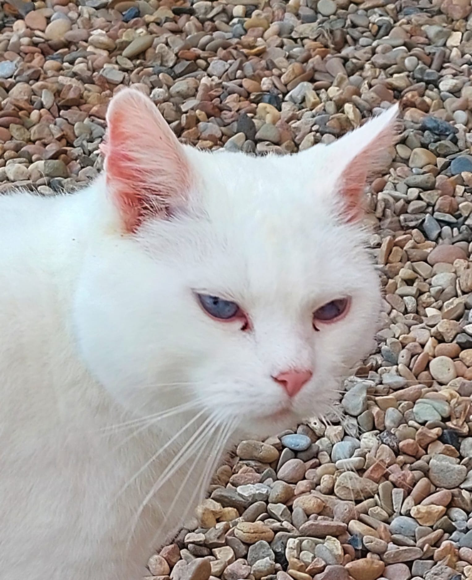 Katze Schnucki auf Ally’s kleiner Farm
