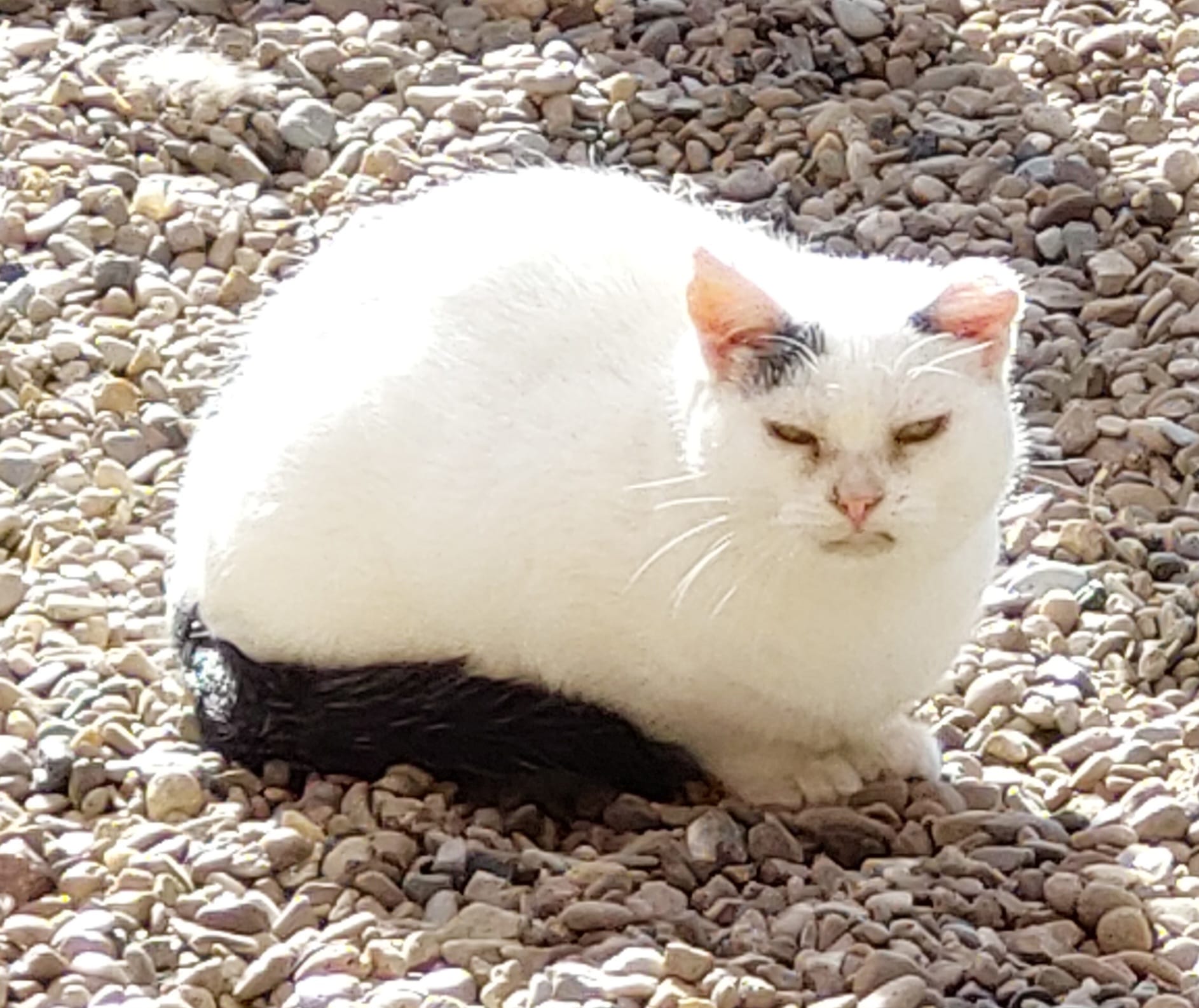 Katze Maribel auf Ally’s kleiner Farm