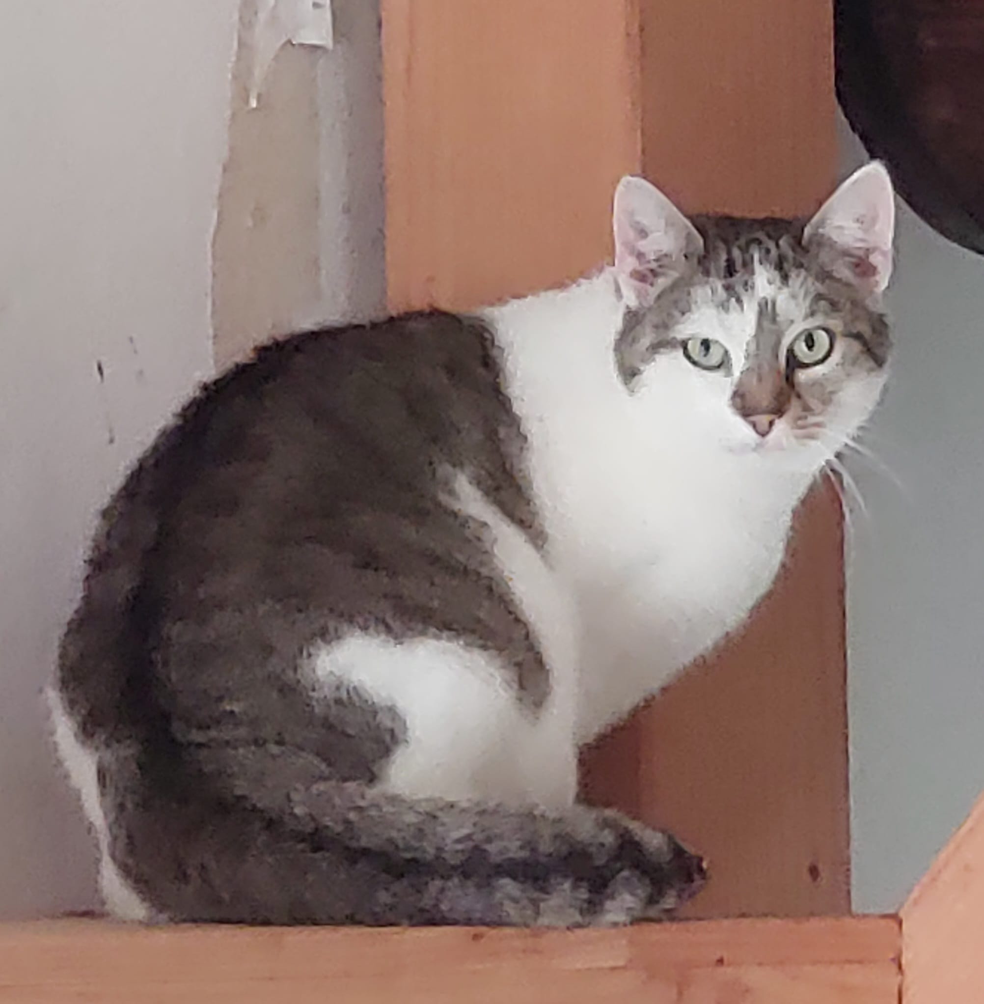 Katze Marie auf Ally’s kleiner Farm