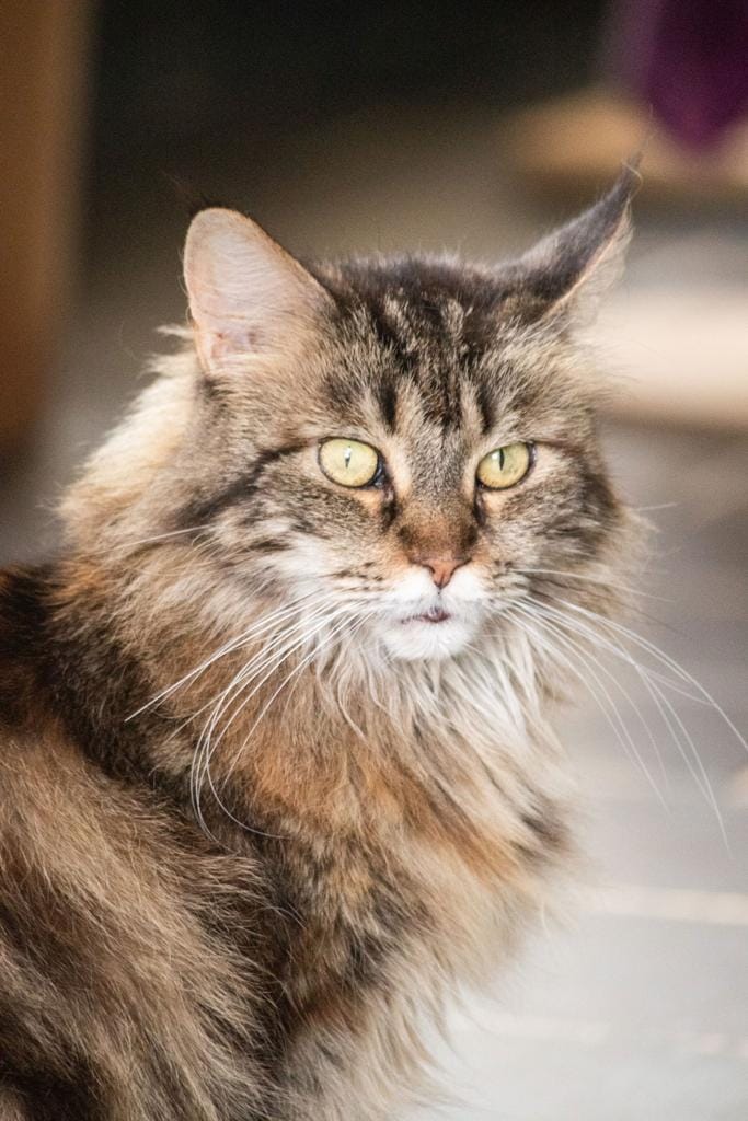 Katze Merida auf Ally’s kleiner Farm