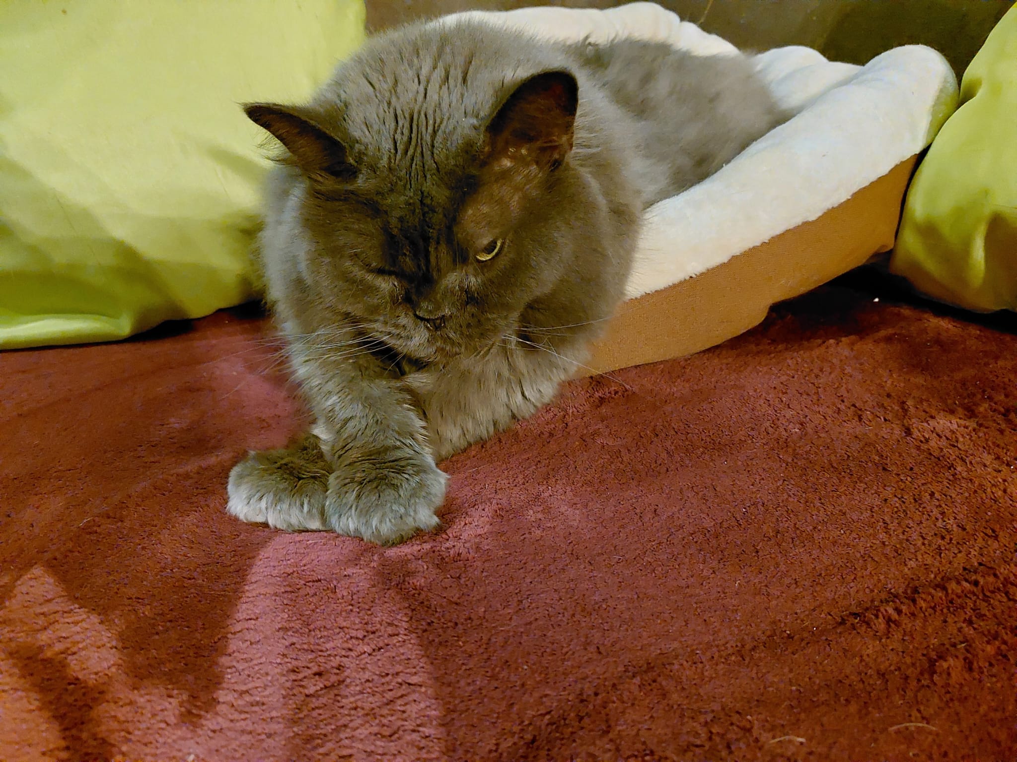 Katze Merlin auf Ally’s kleiner Farm