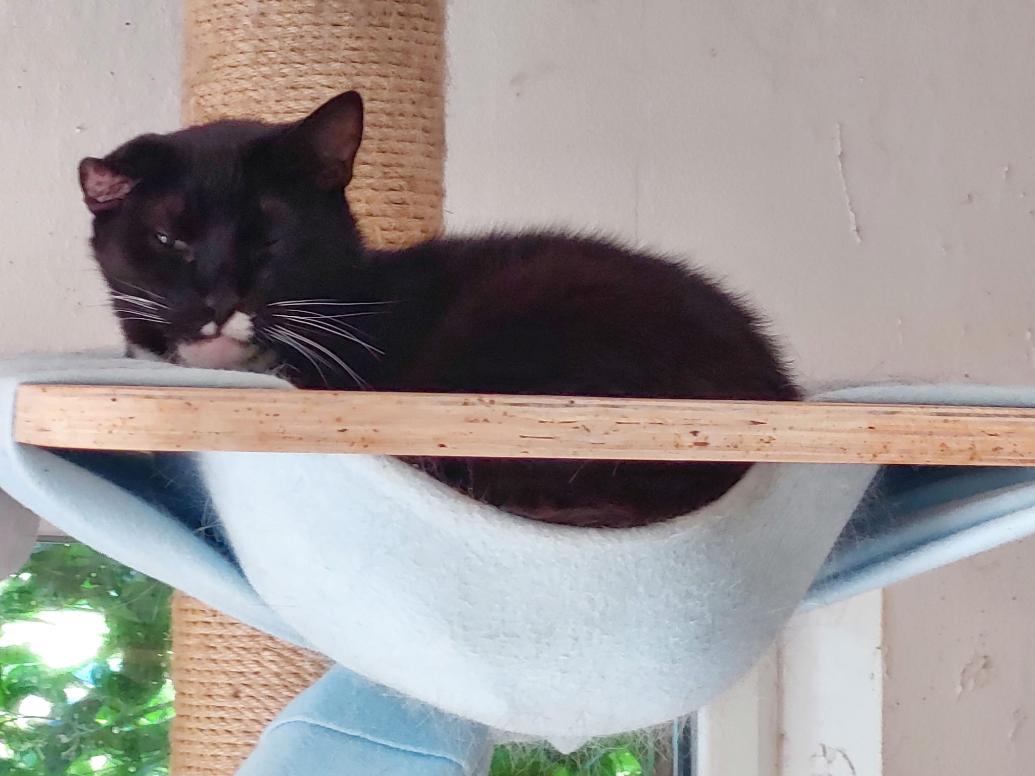 Katze Romeo auf Ally’s kleiner Farm