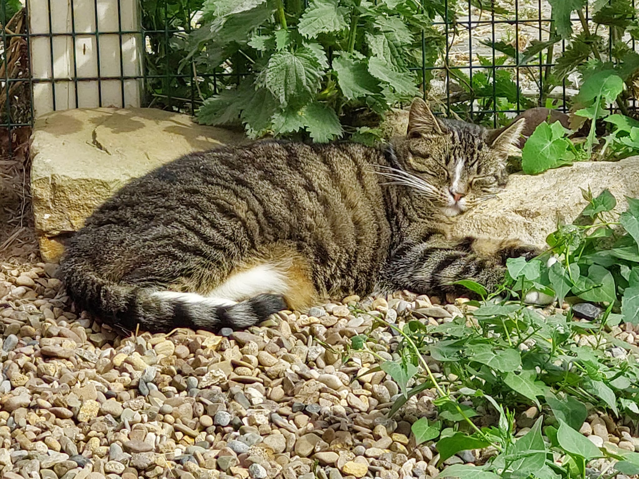 Katze Vaiana auf Ally’s kleiner Farm