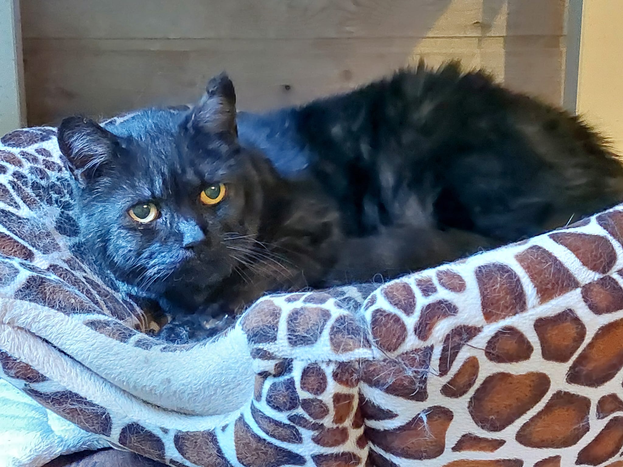 Katze Scotty auf Ally’s kleiner Farm