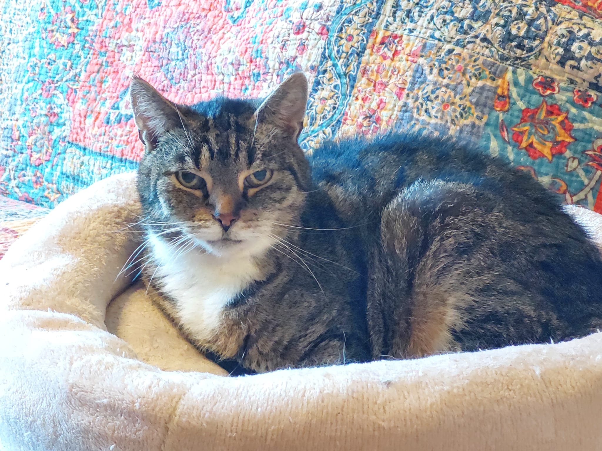 Katze Cleo auf Ally’s kleiner Farm
