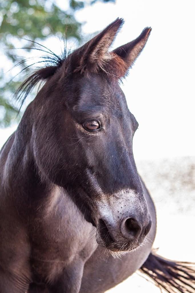 Ponsel, Pony-Esel-Mischling auf Allys kleiner Farm