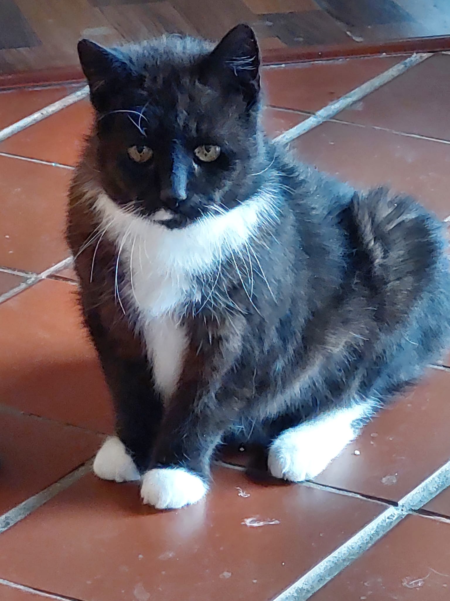 Katze Mulan auf Ally’s kleiner Farm