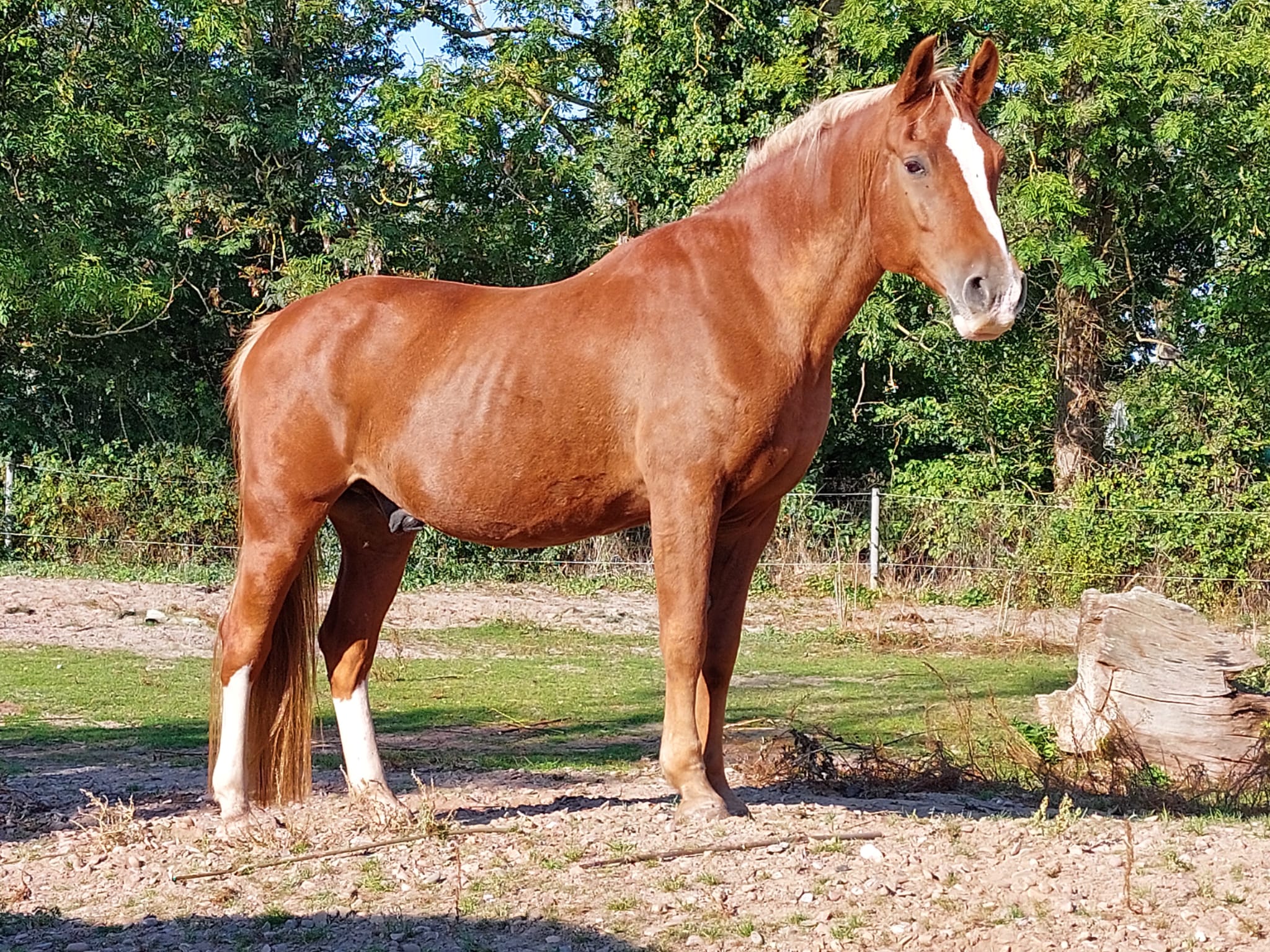 Aragorn, Reitpony
