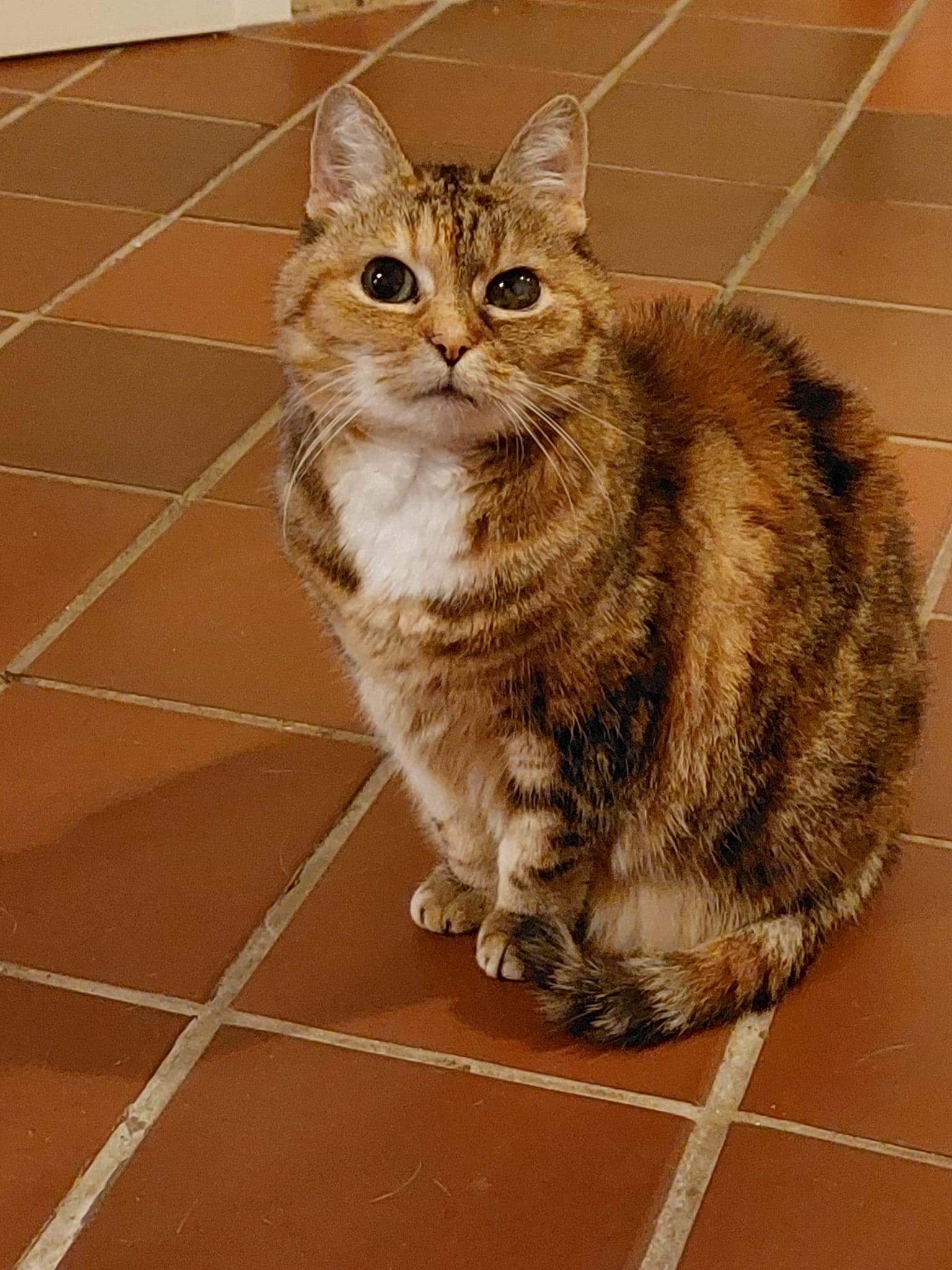 Katze Luna auf Ally’s kleiner Farm