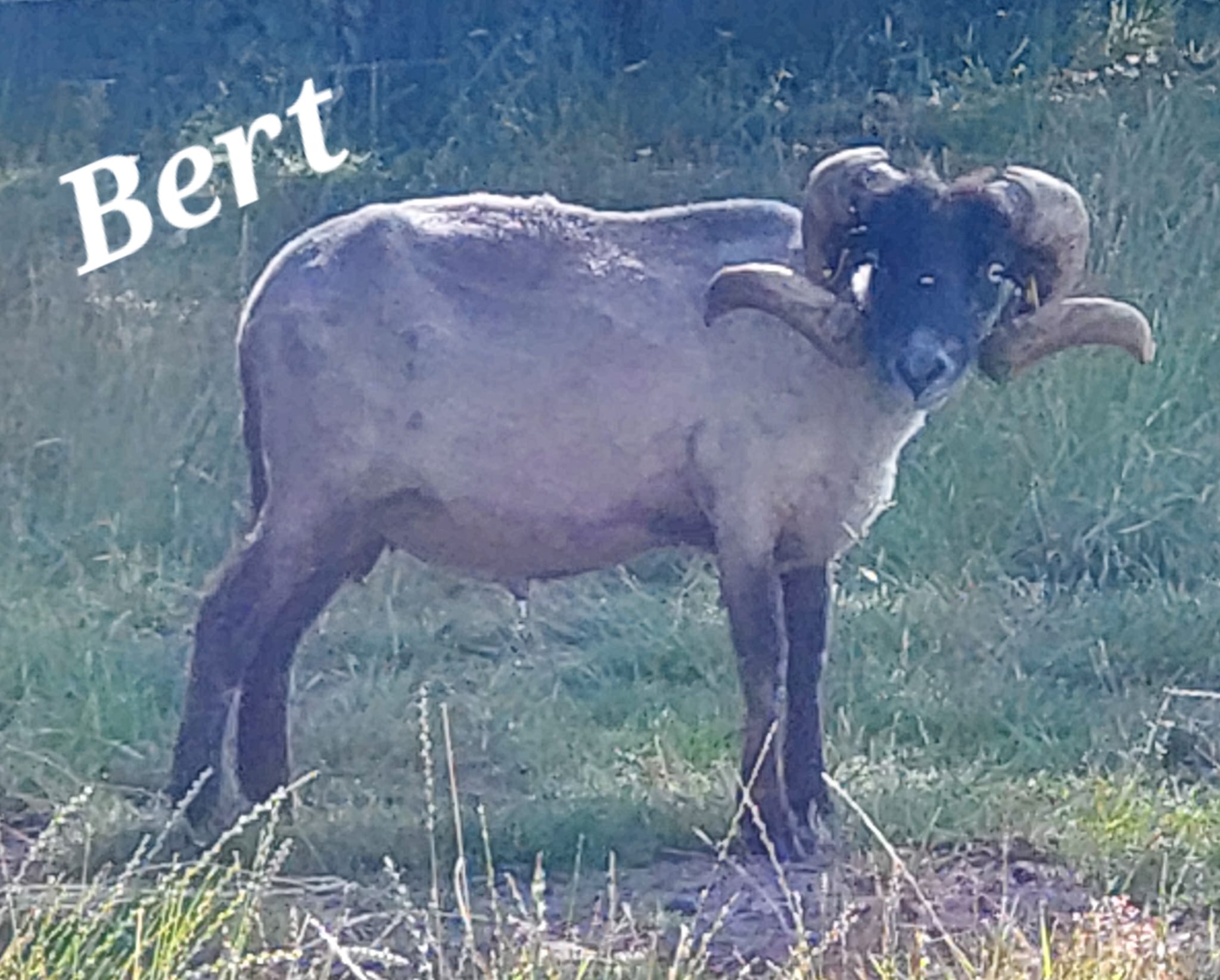 Ouessantschaf Bert