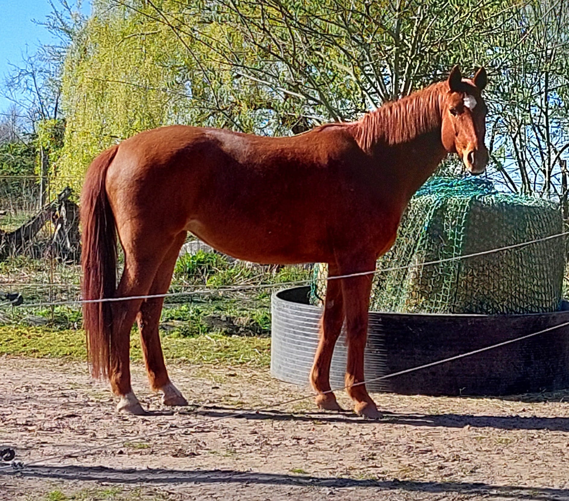 Bisou Belle, Westfalenstute