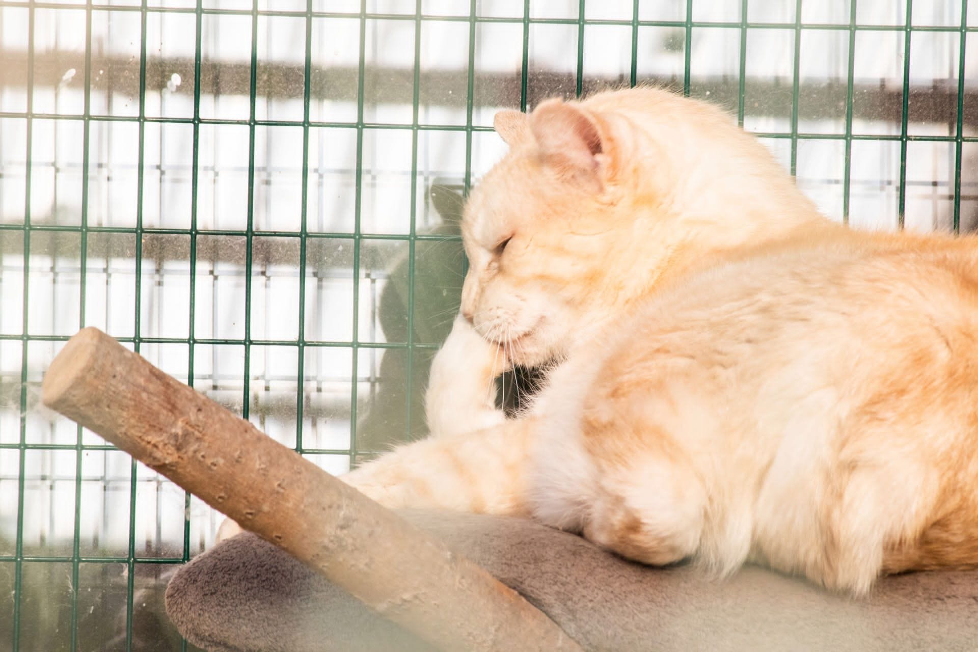 Katze Lucky auf Ally’s kleiner Farm