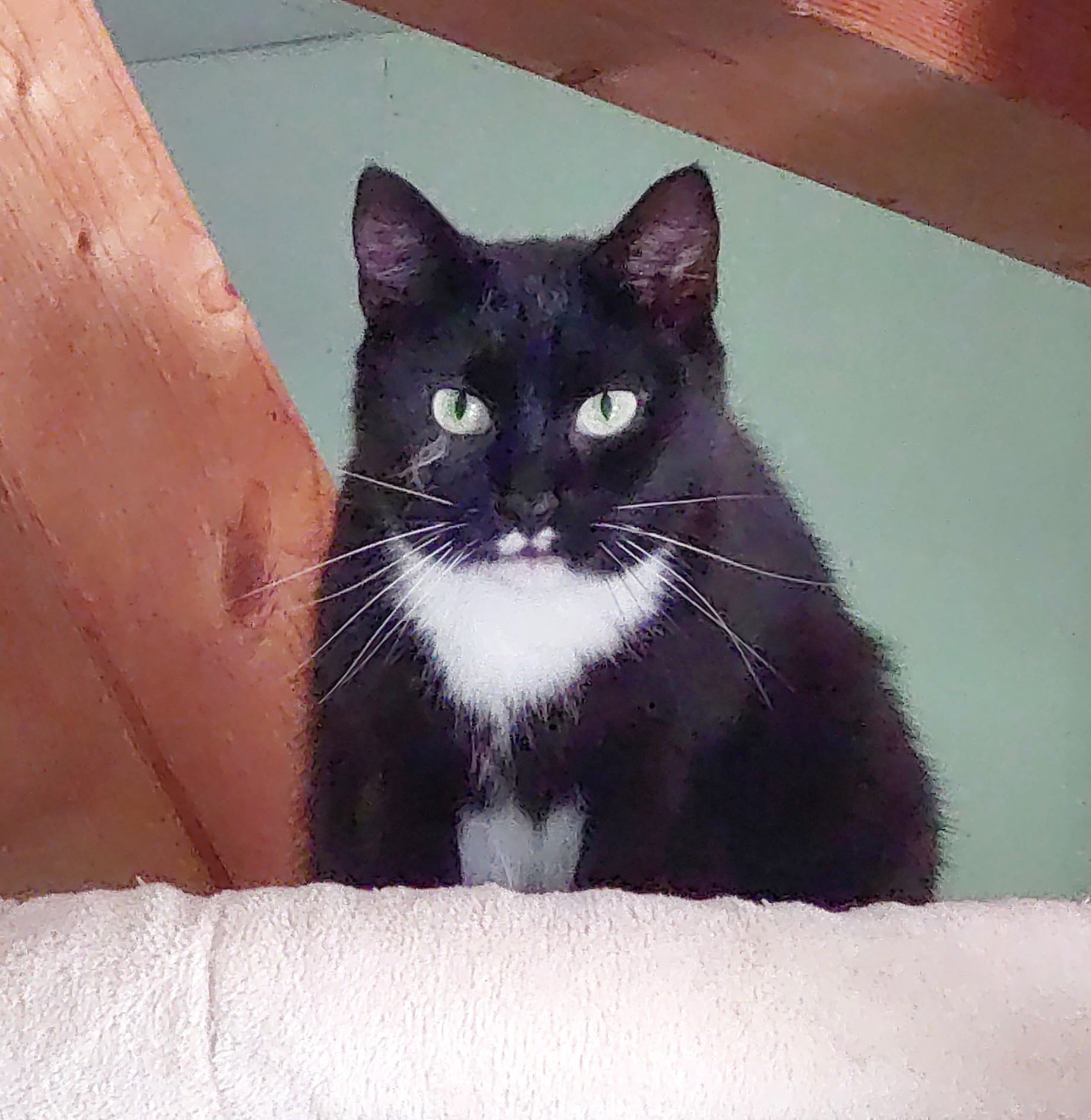 Katze Yang auf Ally’s kleiner Farm