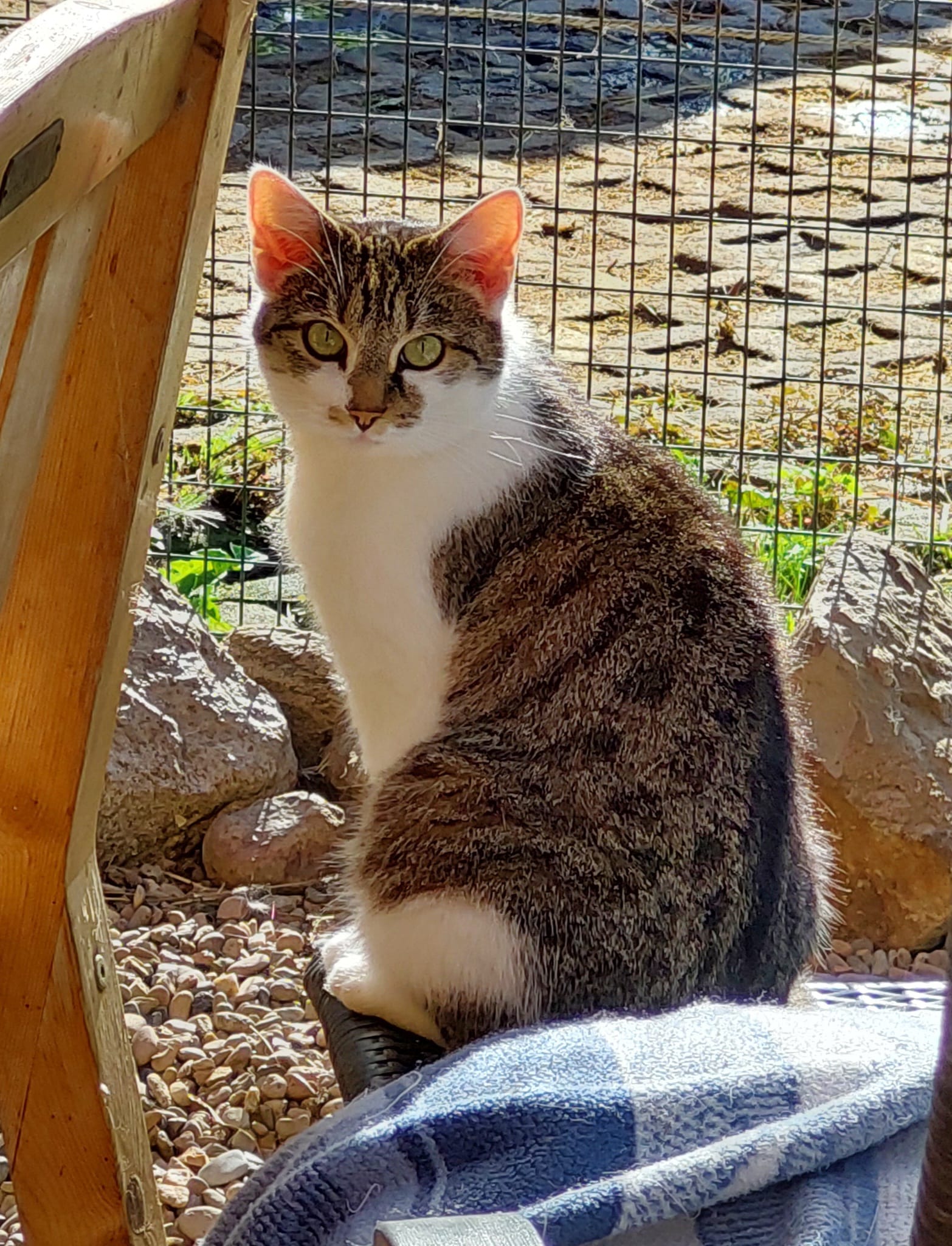 Katze Luise auf Ally’s kleiner Farm