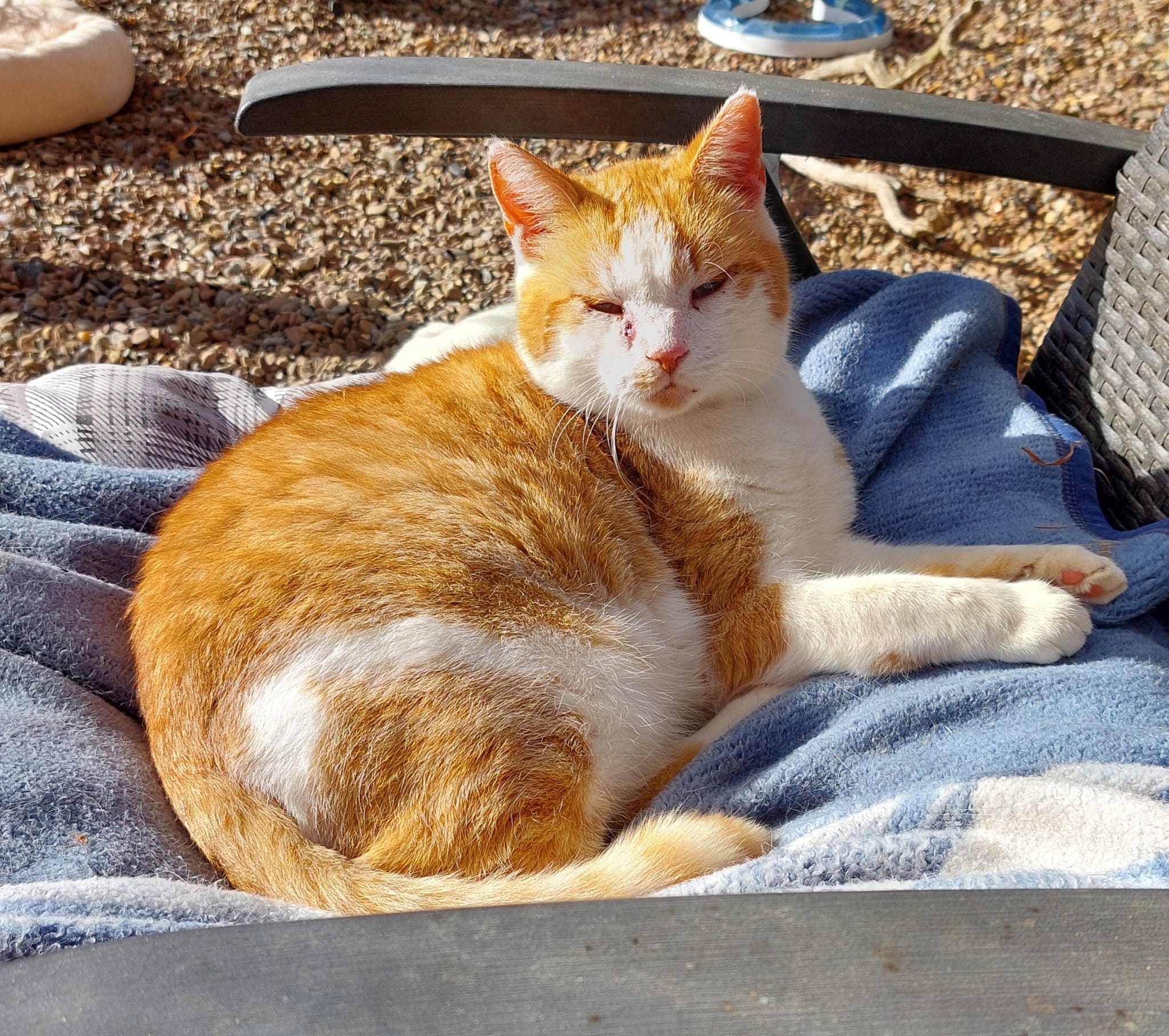 Katze Mushu auf Ally’s kleiner Farm