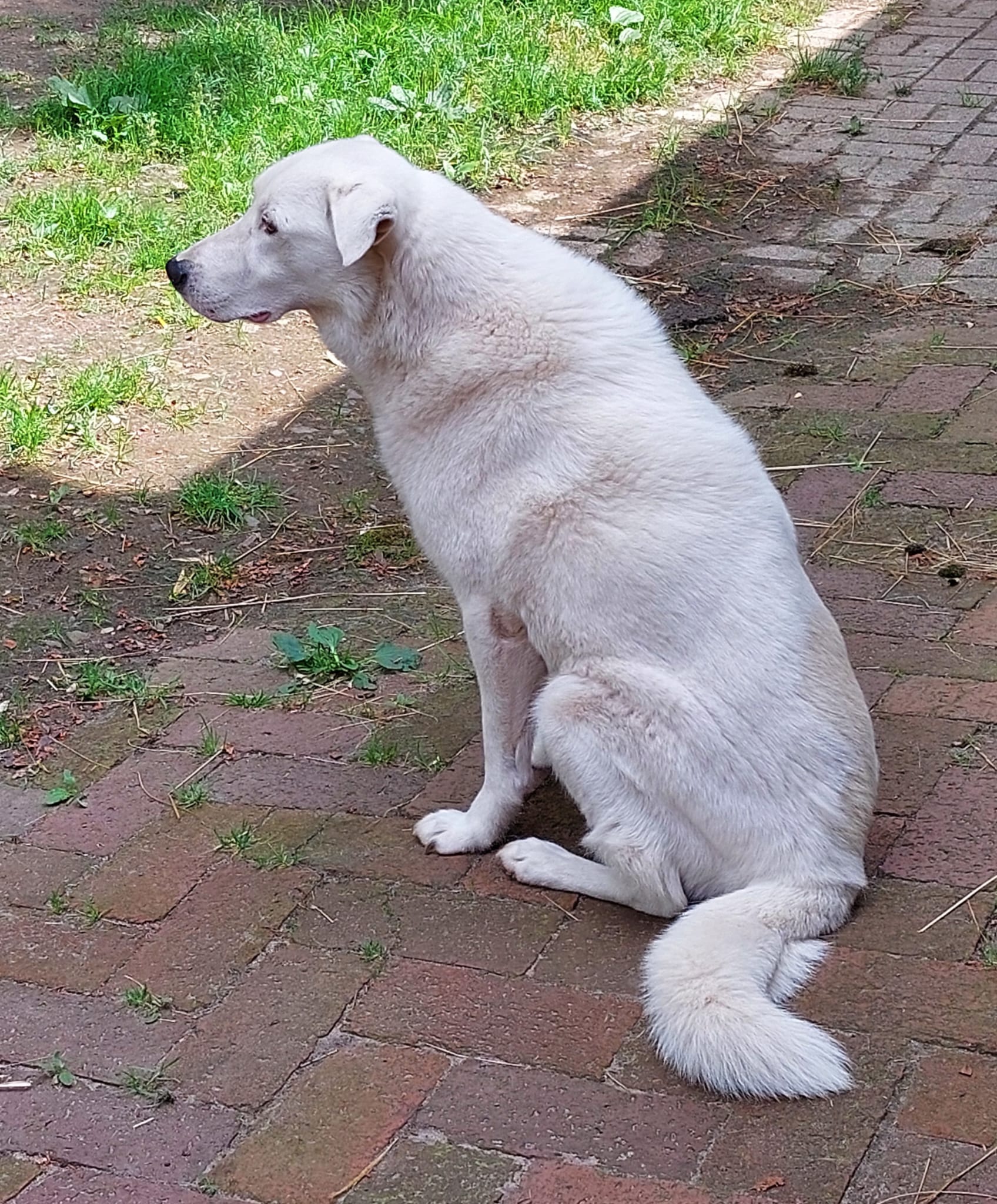 Hund Lucky