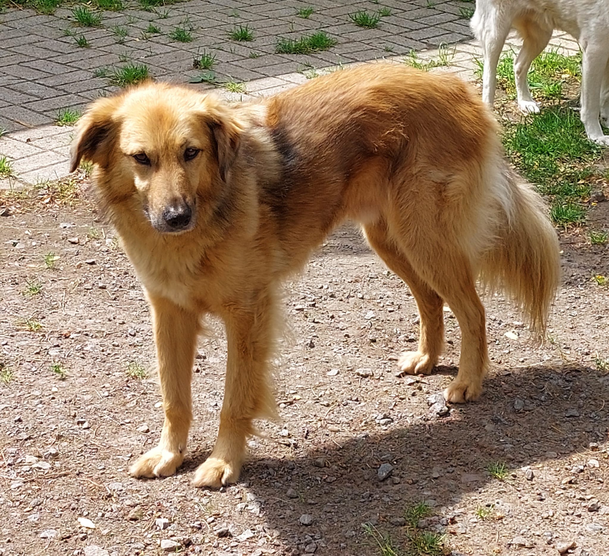 Hund Medo