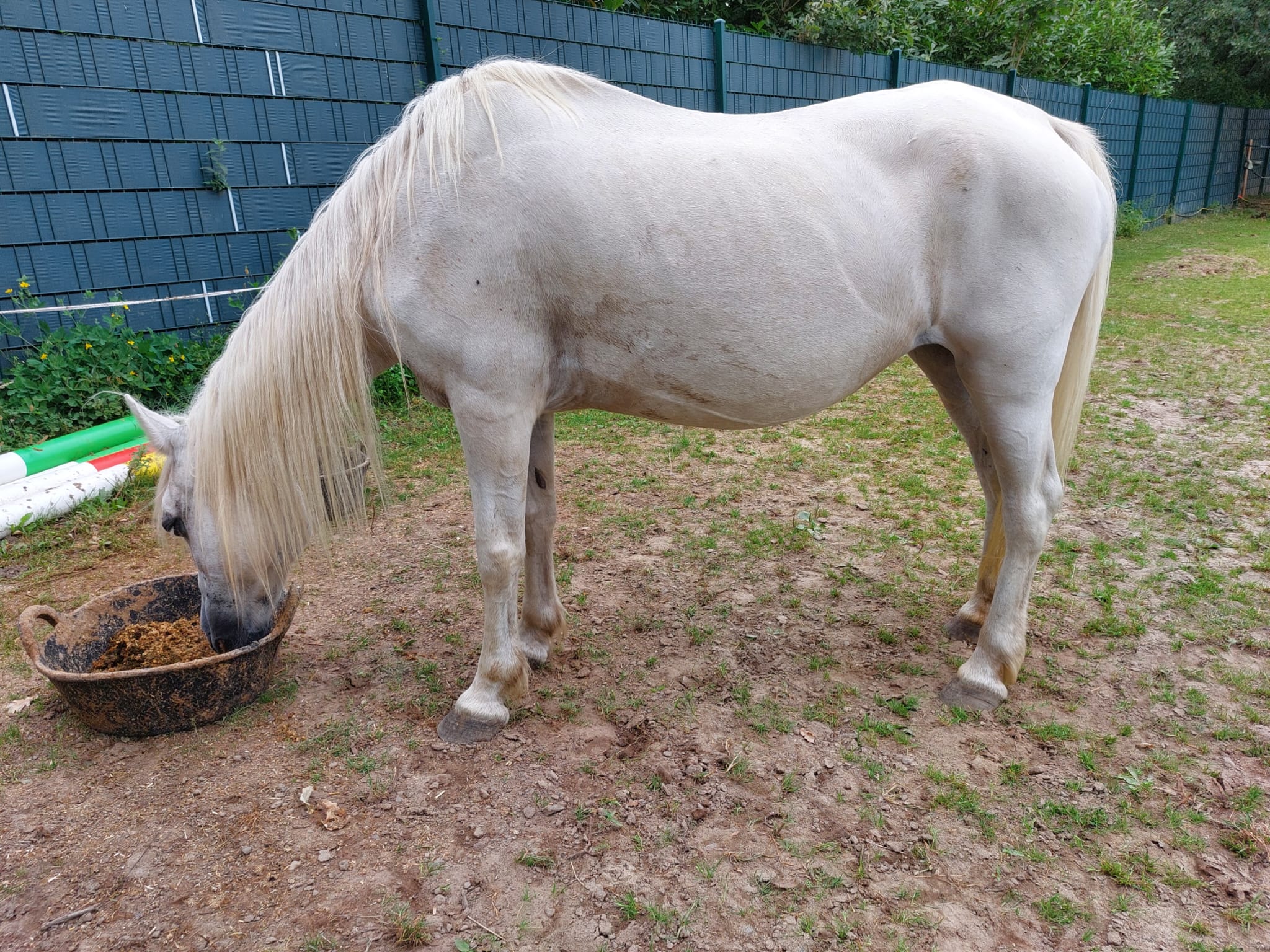 Minnie, Welshpony