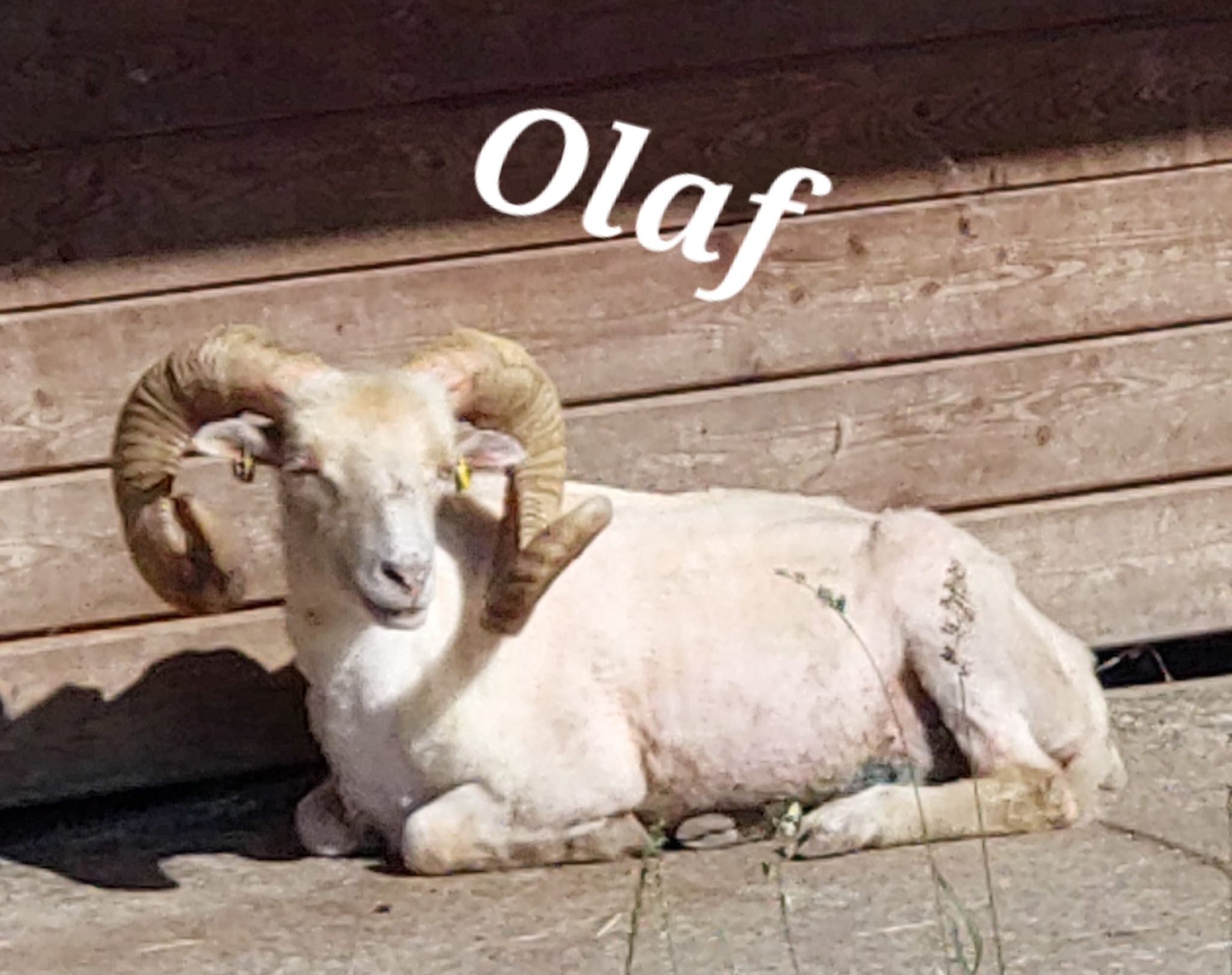 Ouessantschaf Olaf