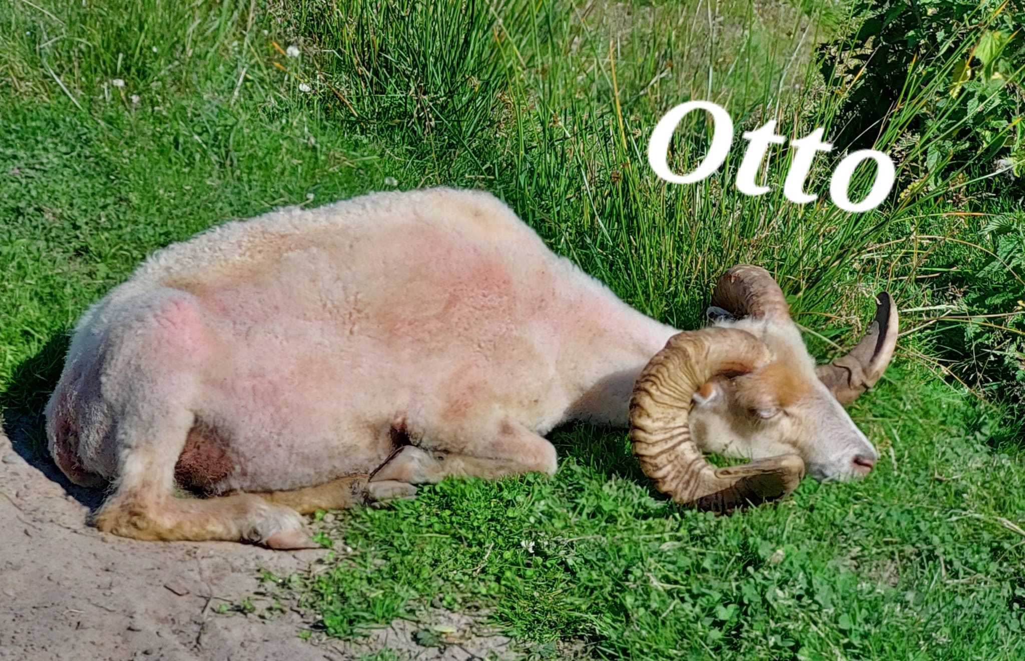 Ouessantschaf Otto