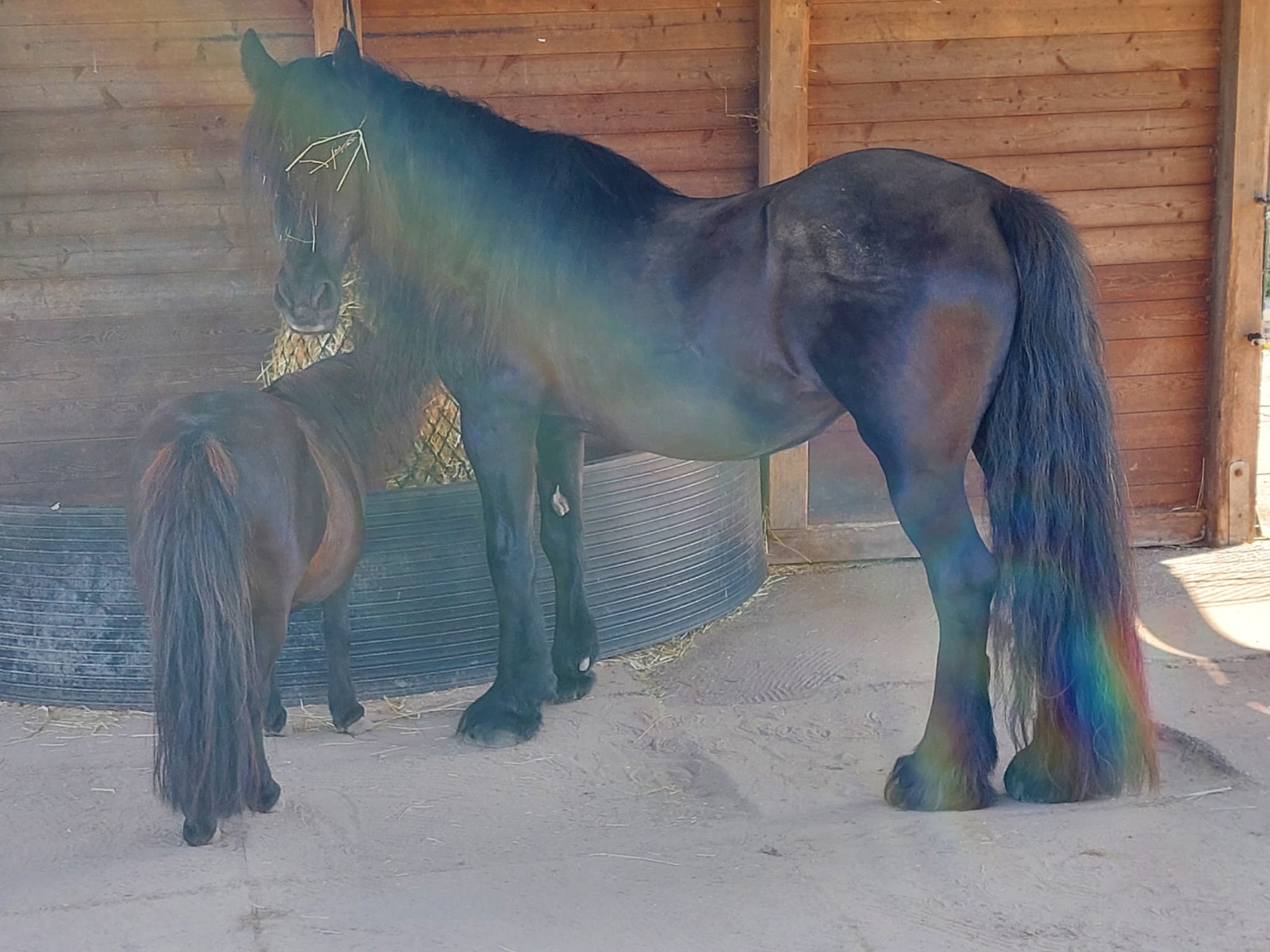 Shelley, Fellponystute