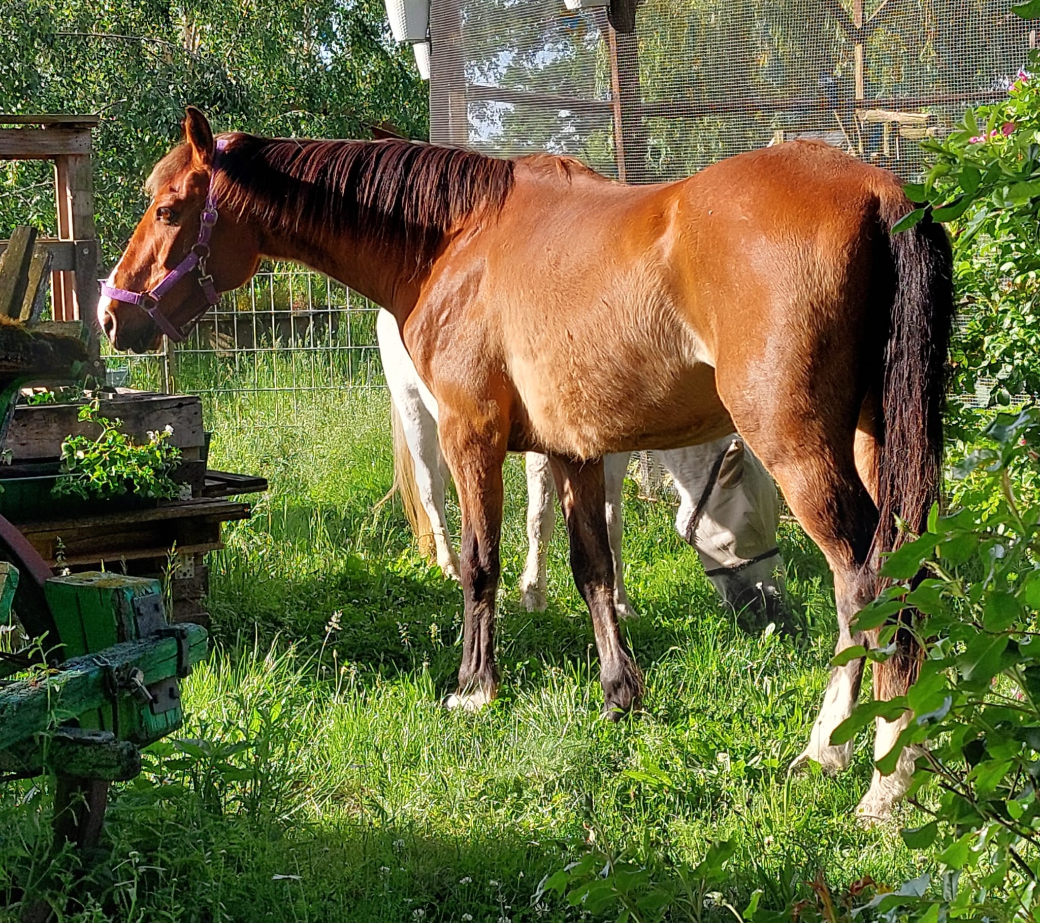 Spirit, Warmblutpferd
