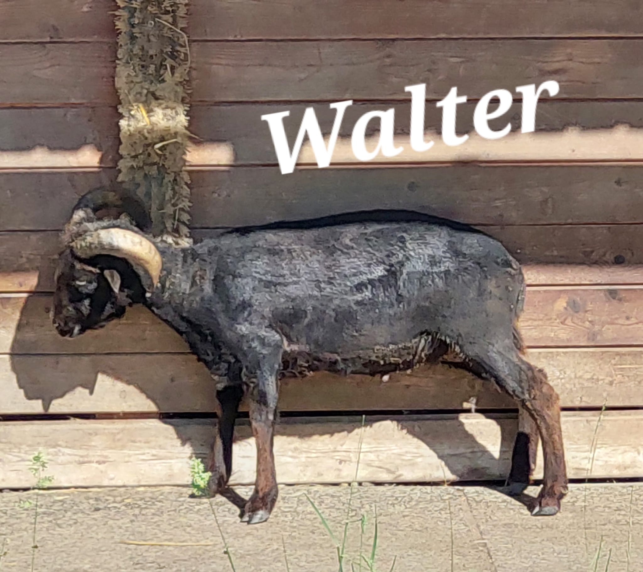 Ouessantschaf Walter